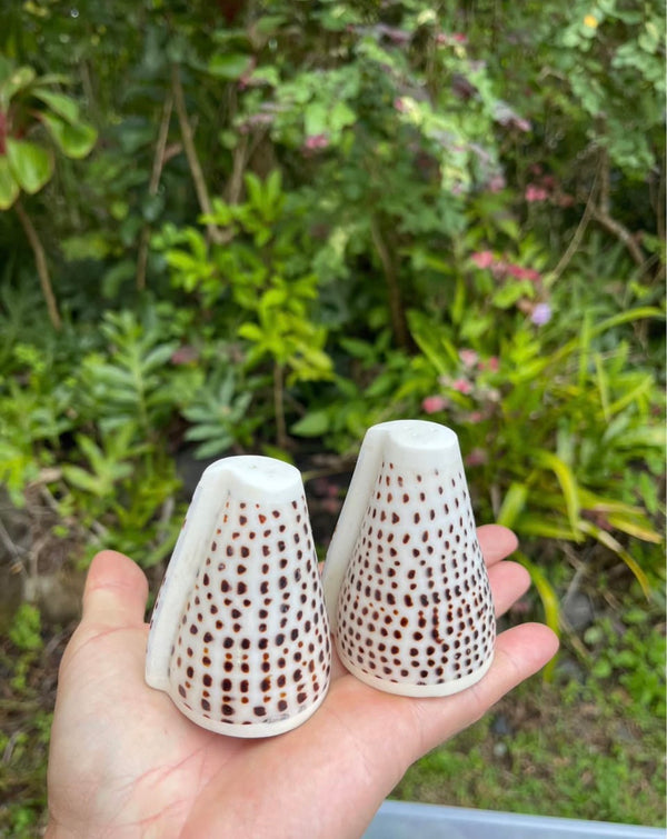 Cone Shell Salt & Pepper Shaker Set · Natural Shell Tableware