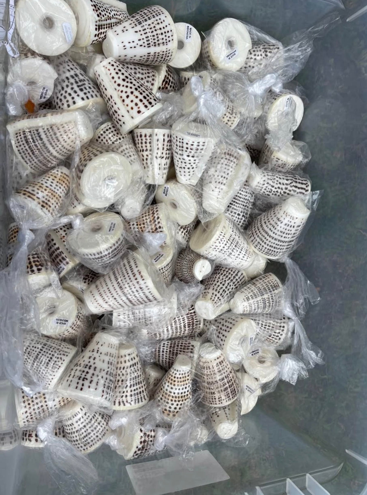 Cone Shell Salt & Pepper Shaker Set · Natural Shell Tableware
