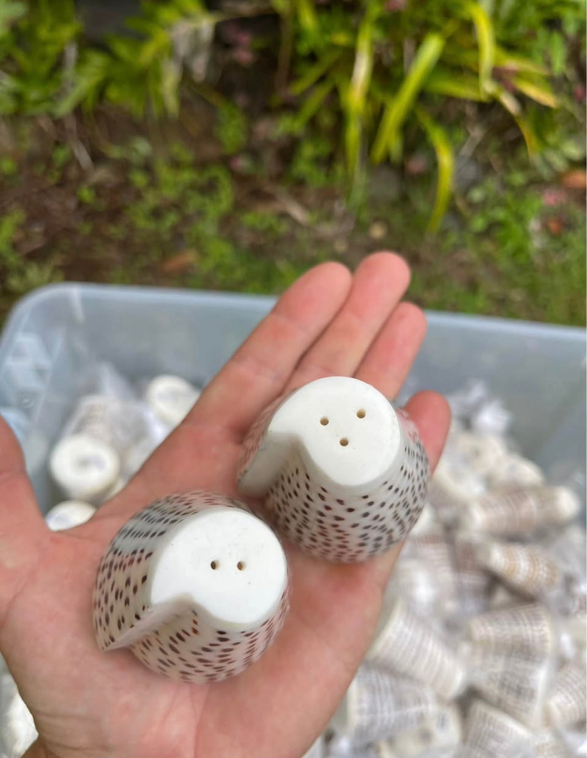 Cone Shell Salt & Pepper Shaker Set · Natural Shell Tableware