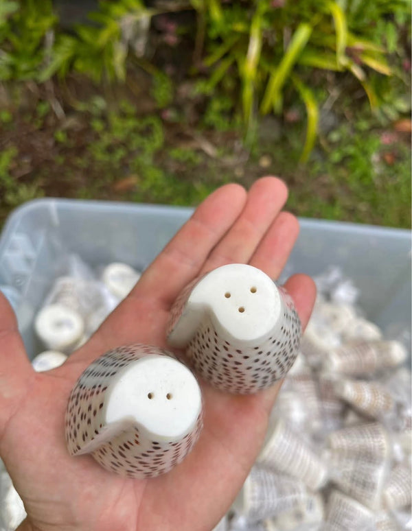 Cone Shell Salt & Pepper Shaker Set · Natural Shell Tableware